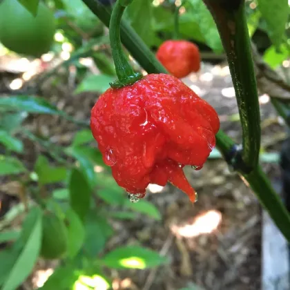 Chilli 7 Pot Primo - Capsicum chinense - semená chilli - 6 ks