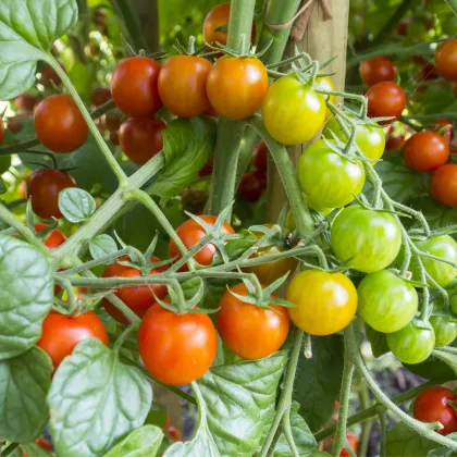 Paradajka koktailové Primavera - Solanum lycopersicum - semená paradajok - 7 ks