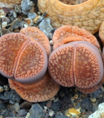 Lithops euniceae Fluminalis - semená lithopsu - 10 ks