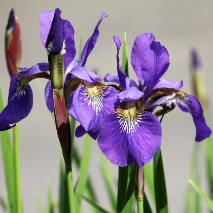 Kosatec holandský Purple Sensation - Iris hollandica - cibuľky kosatca - 3 ks