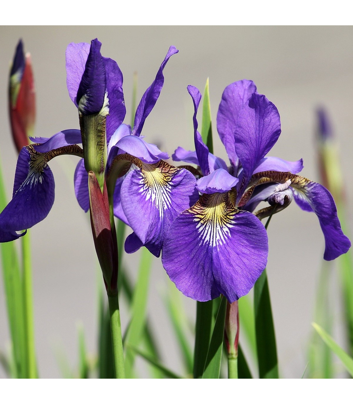 Kosatec fialová senzácia - Iris - cibule kosatca - 3 ks