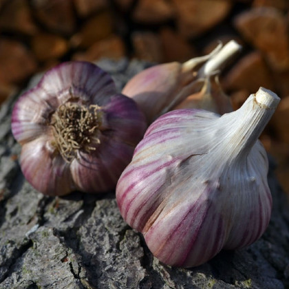 Sadbový cesnak Janko - Allium sativum - paličiak - cibuľa cesnaku - 1 balenie