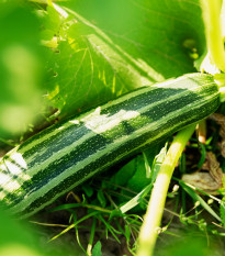 Cuketa Tapir – Cucurbita pepo – semená cukety