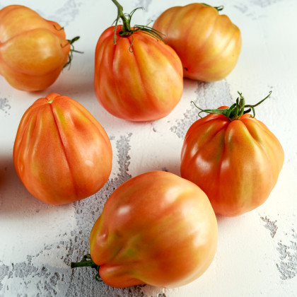 BIO Paradajka Coure di Bue oranžová - Solanum lycopersicum - bio semená paradajky - 8 ks