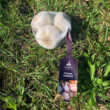 Sadbový cesnak Lukan - Allium sativum - nepaličiak - cibuľa cesnaku - 1 balenie