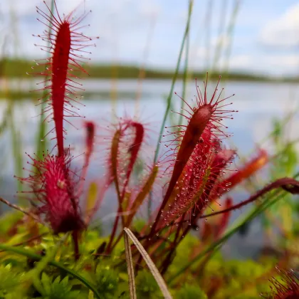 Rosička kapská Dark maroon - Drosera capensis - semená rosičky - 10ks