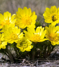 Hlaváčik jarný - Adonis vernalis - semená hlaváčika - 10 ks