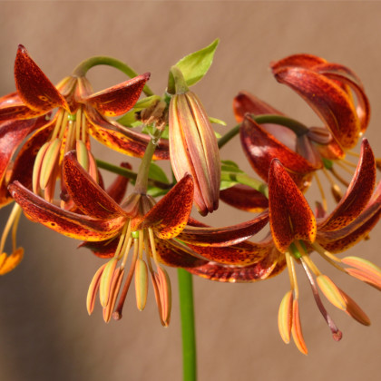 Ľalia Martagon Arabian Knight - Lilium martagon - cibuľoviny - 1 ks