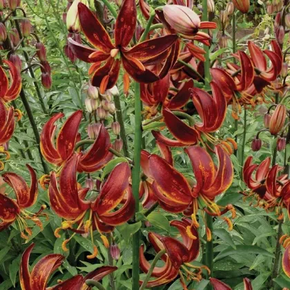 Ľalia Martagon Arabian Knight - Lilium - cibuľoviny - 1 ks