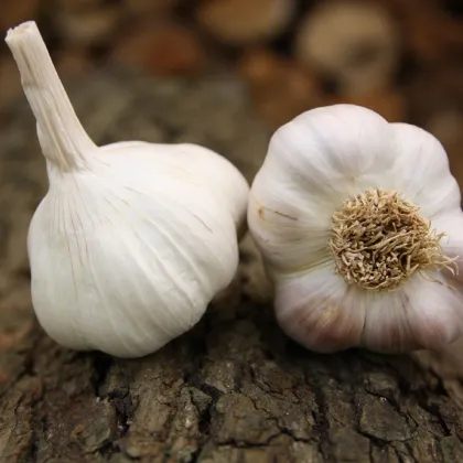 Sadbový cesnak Benátčan - Allium sativum - nepaličiak - cibuľa cesnaku - 1 balenie