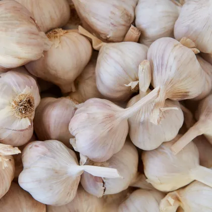 Sadbový cesnak Benátčan - Allium sativum - nepaličiak - cibuľa cesnaku - 1 balenie