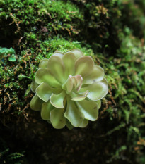 Tučnica obyčajná - Pinguicula vulgaris - semená tučnice - 10 ks