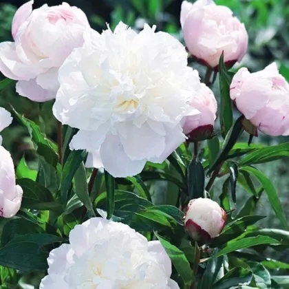 Pivonka Shirley Temple - Paeonia lactiflora - hľuzy pivonky - 1 ks