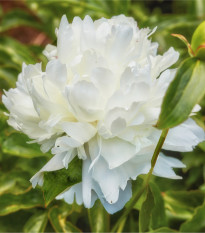 Pivonka Shirley Temple - Paeonia lactiflora - hľuzy pivonky - 1 ks