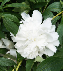 Pivónia Gardenia - Paeonia lactiflora - hľuzy pivónie - 1 ks