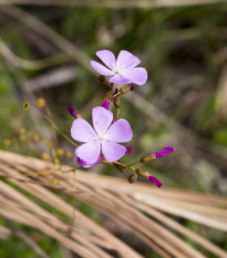 Rosička Minor - Drosera capensis - semená rosičky - 10 ks