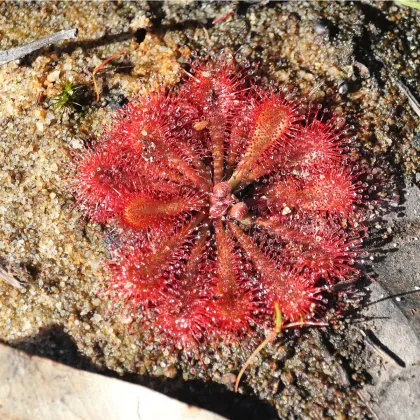 Rosička Minor - Drosera capensis - semená rosičky - 10 ks