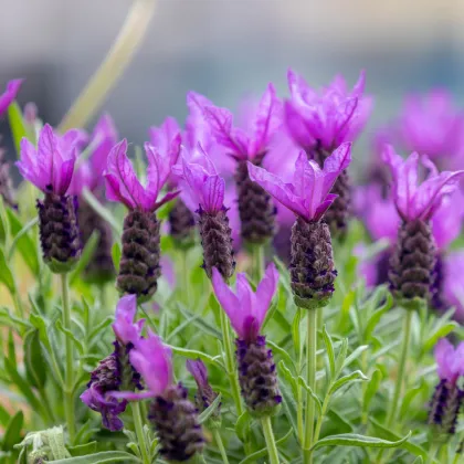 Levandule korunkatá - Lavandula stoechas - semena levandule - 20 ks