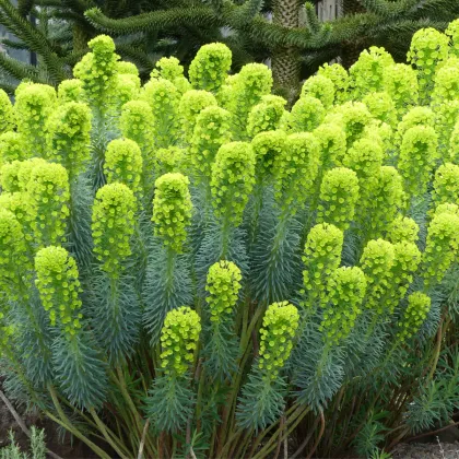 Pryšec stredomorský - Euphorbia characias - semená pryšca - 18 ks