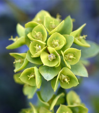 Pryšec stredomorský - Euphorbia characias - semená pryšca - 18 ks