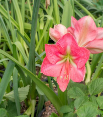 Zornica Susan - Hippeastrum - cibuľoviny - 1 ks