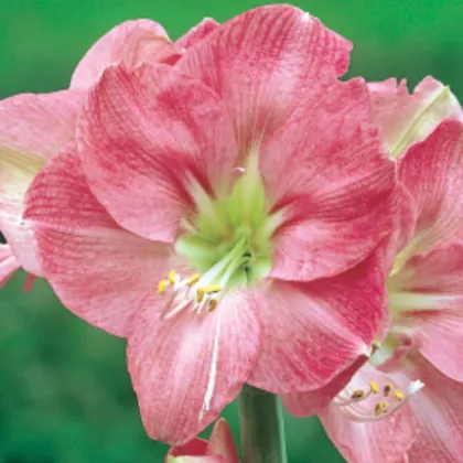 Zornica Susan – Hippeastrum – cibuľoviny