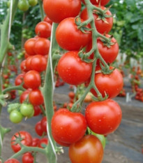 Paradajka Spencer - Solanum lycopersicum - semená paradajky - 20 ks