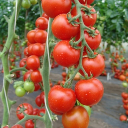 Paradajka Spencer - Solanum lycopersicum - semená paradajky - 20 ks