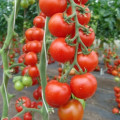 Paradajka Spencer - Solanum lycopersicum - semená paradajky - 20 ks