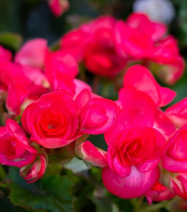 Begónia Nonstop ružová - Begonia tuberhybrida - hľuzy begónie - 2 ks