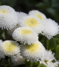 Sedmokráska obyčajná biela - Bellis perennis - semená sedmokrásky - 0,1 g