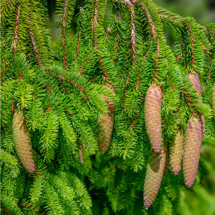 Smrek obyčajný - Picea abies - semená smreka - 8 ks