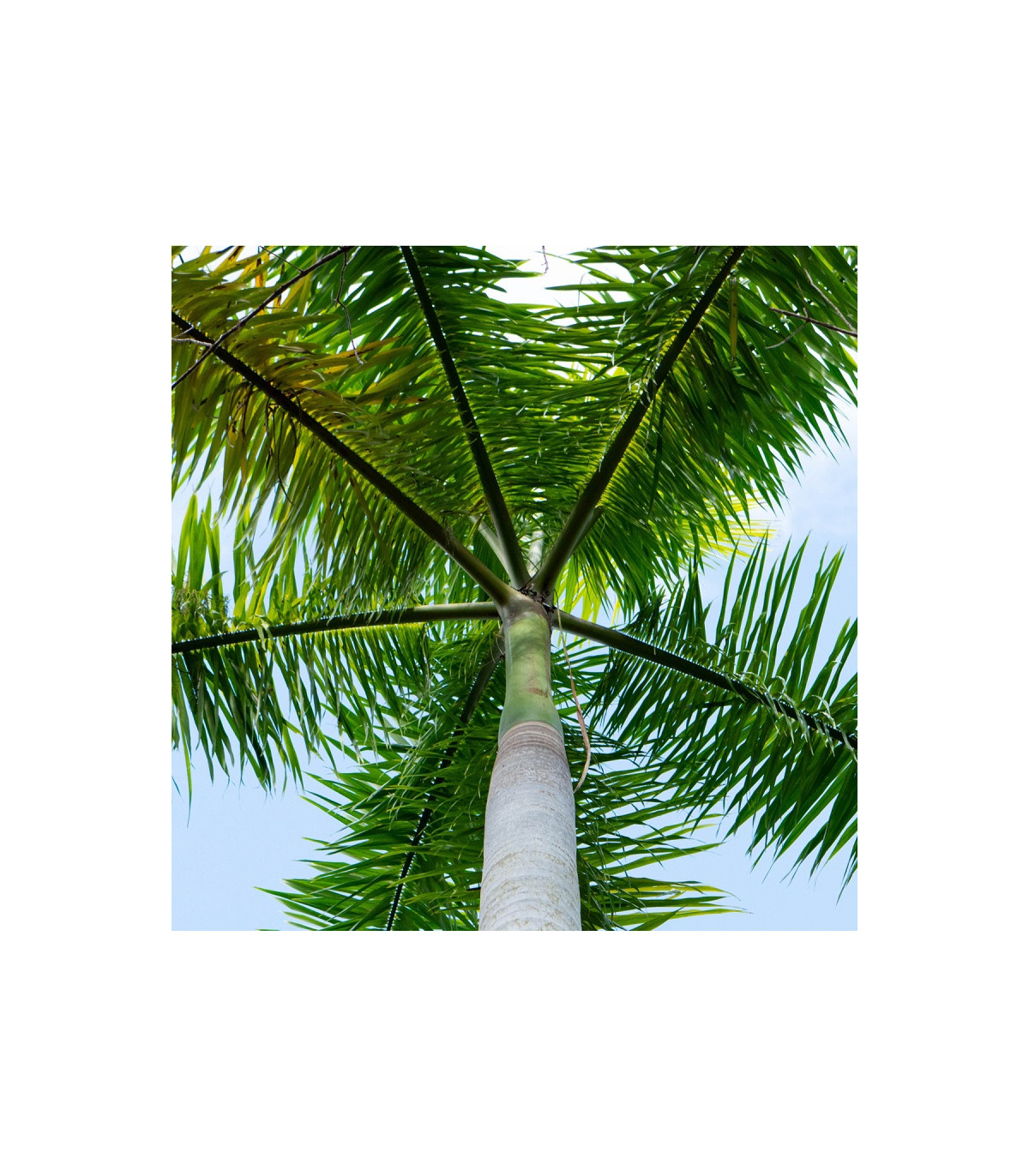 Palma kráľovská kubánska - Roystonea regia - semená - 3 ks