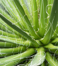 Agáve mexické - Agave filifera - semená - 7 ks