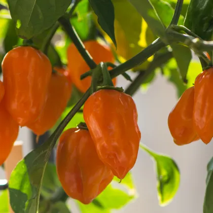 Paprika Habanada - Capsicum Chinense - semená papriky - 10 ks