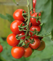 Paradajka Alicante - Solanum lycopersicum - semená paradajky - 8 ks