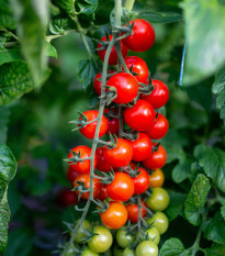 Paradajka kríčková Gartenperle - Solanum lycopersicum - semená paradajky - 10 ks