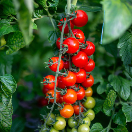 Paradajka kríčková Gartenperle - Solanum lycopersicum - semená paradajky - 10 ks