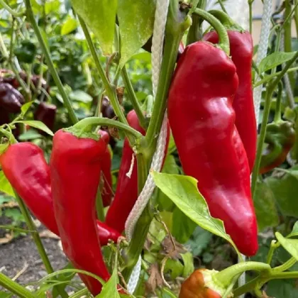 Paprika Marconi Red - Capsicum Annuum - semená papriky - 10 ks