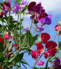 Hrachor vonný Bijou zmes - Lathyrus odoratus - semená hrachora - 16 ks