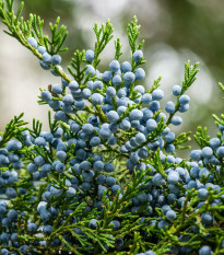 Borievka virgínska - Juniperus virginiana - semená borievky - 5 ks