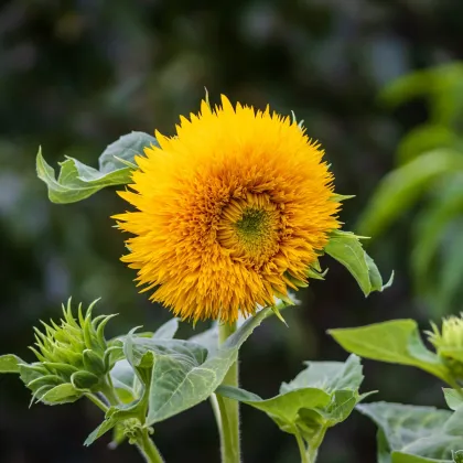 Slnečnica Sonnengold - Helianthus annuus - semená slnečnice - 15 ks