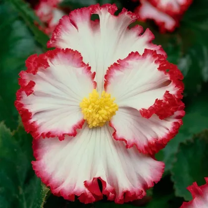 Begonie Marginata biela - Begonia crispa - hľuzy begónie - 2 ks