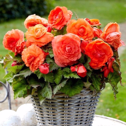 Begónia plnokvetá oranžová - Begonia superba - hľuzy begónie - 2 ks