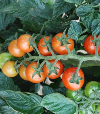 Paradajka koktailová Primabella - Solanum lycopersicum - semená paradajky - 6 ks