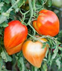 Paradajka Big Mama F1 - Solanum lycopersicum - semená paradajky - 7 ks