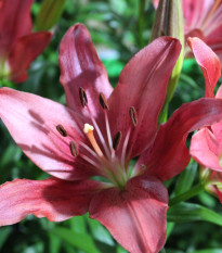 Ľalia Purple Dream - Lilium asiatica - cibuľoviny - 1 ks