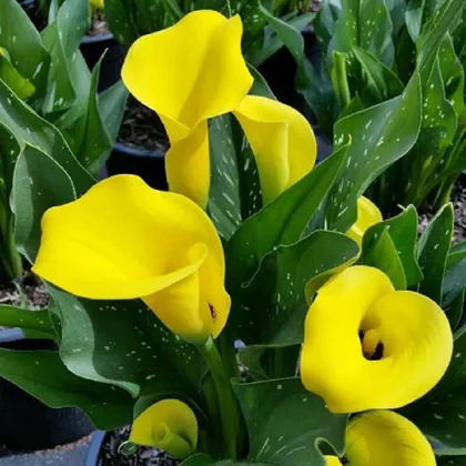 Kala Black Magic - Zantedeschia - hľuzy kaly - 1 ks