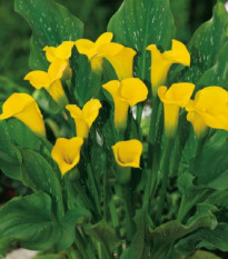 Kala Florex Gold - Zantedeschia - hľuzy kaly - 1 ks