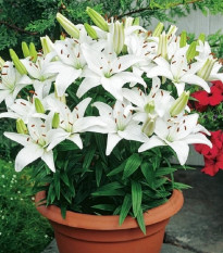 Ľalia Ivory Pixie - Lilium - cibuľa ľalia - 1 ks